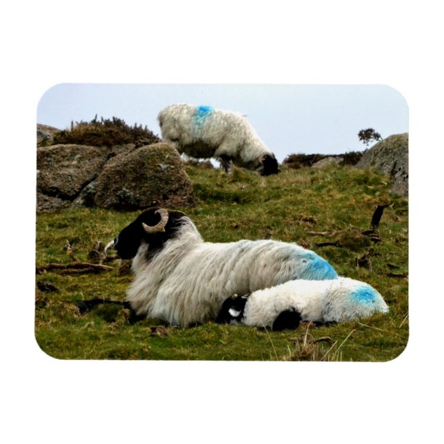 Imán Cordero bebé durmiendo cerca de la madera de Wistm (Horizontal)