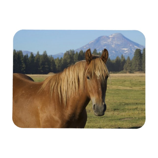 Imán Cordillera de las Cascadas | Caballo castaño (Horizontal)