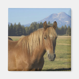 Imán Cordillera de las Cascadas   Caballo castaño
