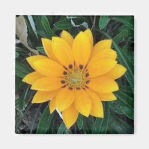 Imán coreopsis