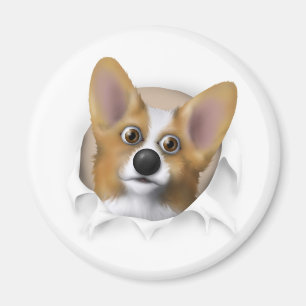 Imán Corgi 1 Galés que revienta hacia fuera