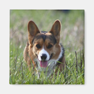 Imán Corgi Dog