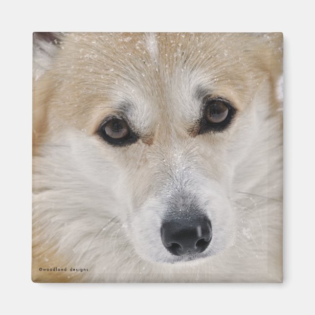 Imán Corgi Face Magnet (Frente)