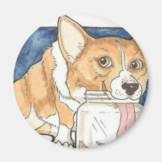 Imán Corgi lamiendo la maní