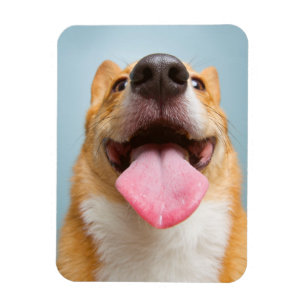 Imán Corgi muy feliz de las imágenes el de Getty