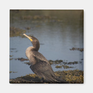 Imán Cormorán de doble pecho