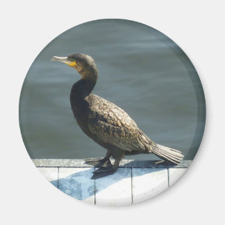 Imán Cormorant