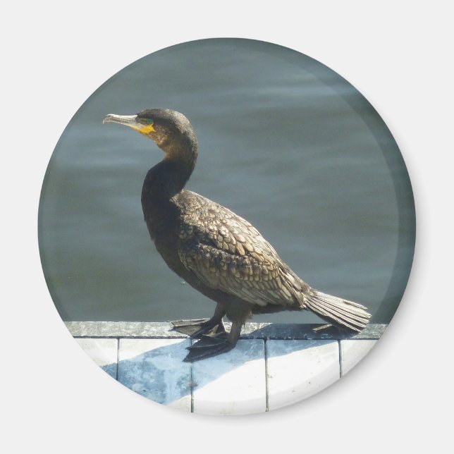 Imán Cormorant (Frente)