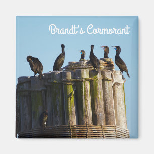 Imán Cormorant de Brandt