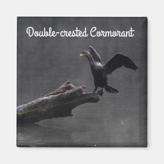 Imán Cormorant de doble cresta (Frente)