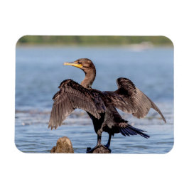 Imán Cormorant de doble cresta en el lago Champlain
