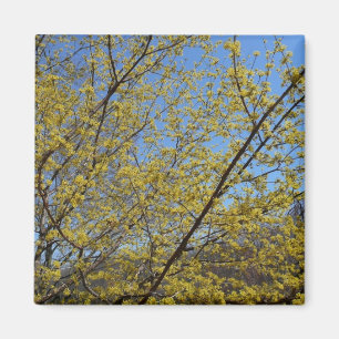 Imán Cornelian Cherry Dogwood y Blue Sky Floral
