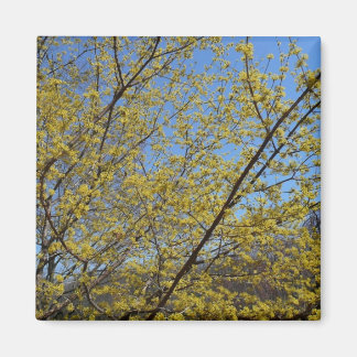 Imán Cornelian Cherry Dogwood y Blue Sky Floral