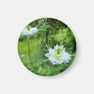 Imán Cornflower