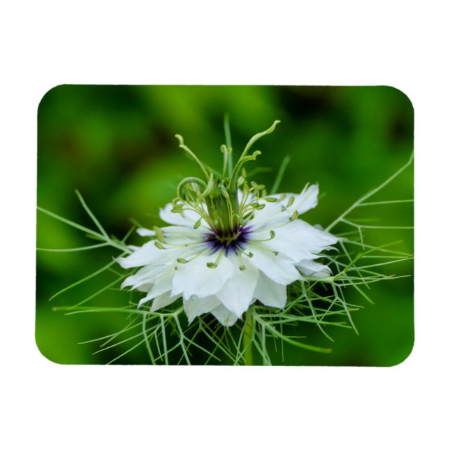 Imán Cornflower (Horizontal)