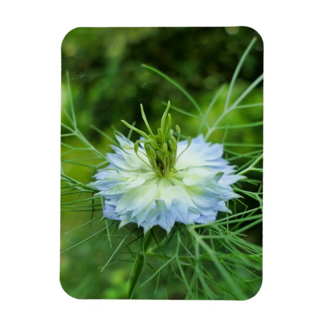 Imán Cornflower (Vertical)
