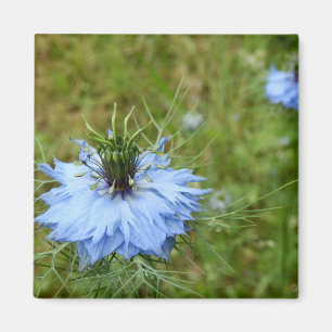 Imán Cornflower Magnet