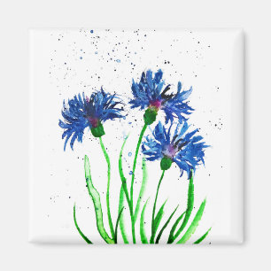 Imán Cornflowers acuarela