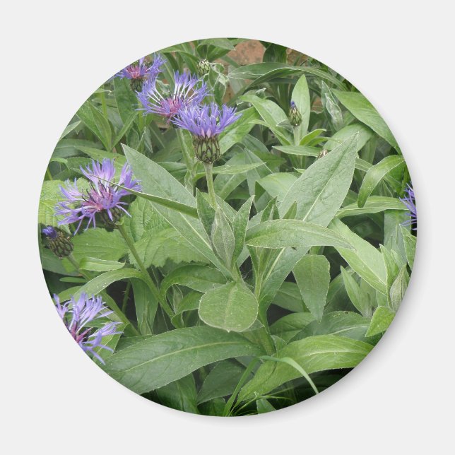 Imán Cornflowers Magnet (Frente)
