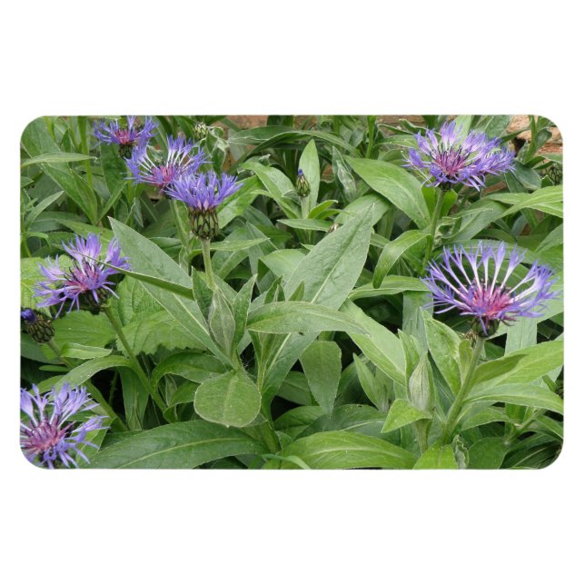 Imán Cornflowers Premium Magnet (Horizontal)