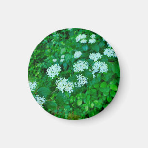 Imán Cornus sanguinea