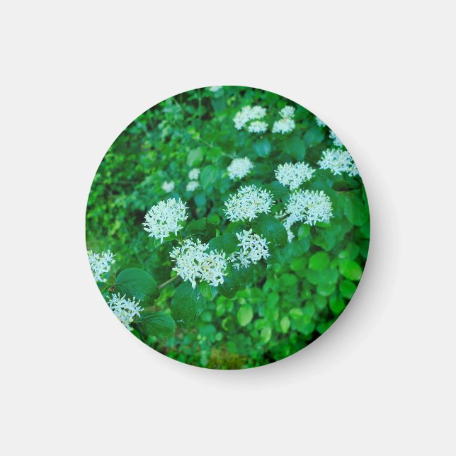 Imán Cornus sanguinea (Frente)