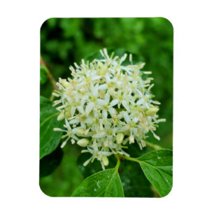 Imán Cornus sanguinea