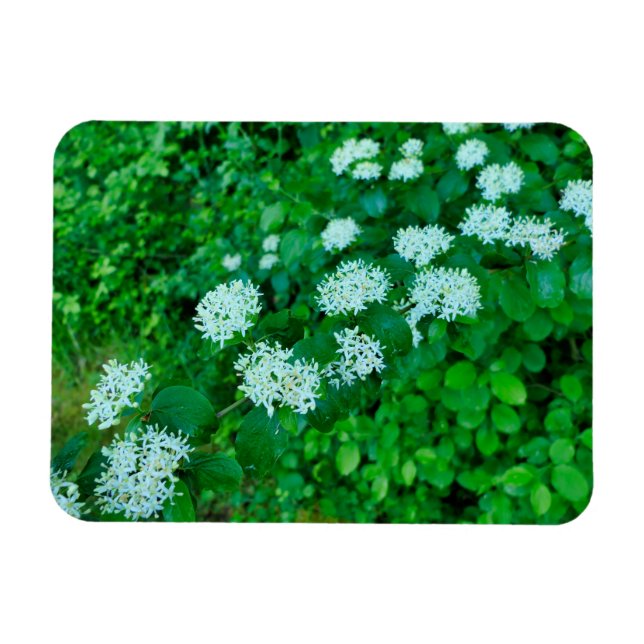 Imán Cornus sanguinea (Horizontal)
