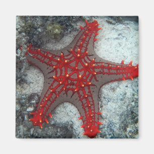 Imán Corona de las estrellas de mar de las espinas en