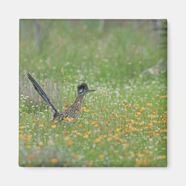 Imán Correcaminos Grande, Geococcyx (Frente)