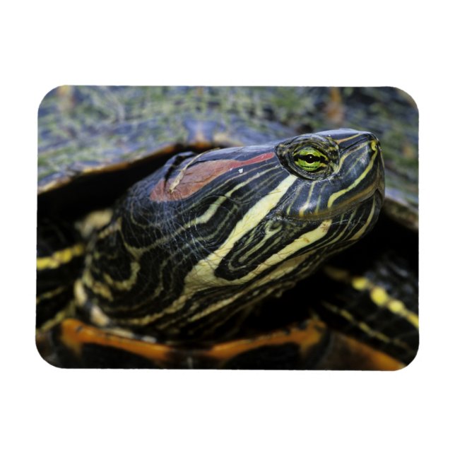Imán Corredor de orejas rojas, Trachemys scripta elegan (Horizontal)