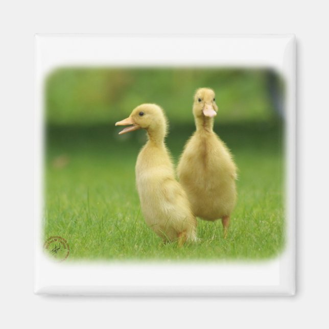 Imán Corredor indio Ducklings 9W029D-024 (Frente)