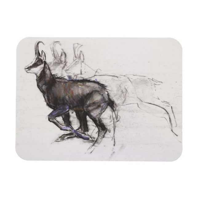 Imán Corriendo Chamois (Horizontal)