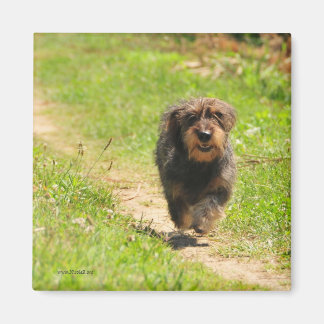Imán Corriendo feliz Dachshund Puppy