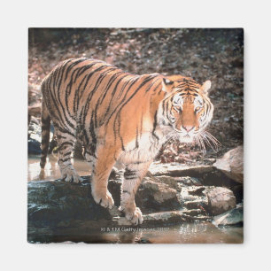 Imán Corriente de la travesía del tigre