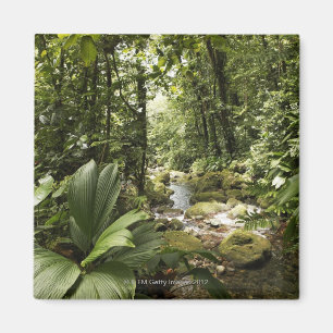 Imán corriente en la selva tropical, Dominica