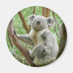 Imán Corta Koala