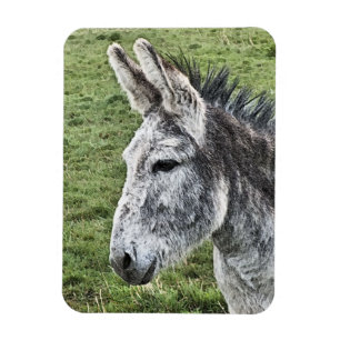 IMÁN CORTE DONKEY