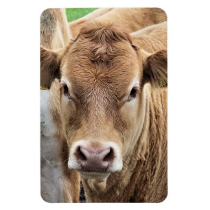 IMÁN CORTE PEQUEÑA VACA
