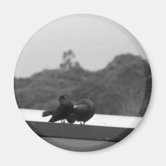 Imán Cortejando palomas