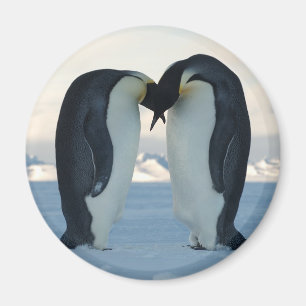 Imán Cortejo del pingüino de emperador
