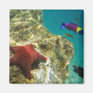 Imán Cortez Rainbow Wrasse machos y hembras y mar