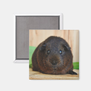 Imán Corto, suave, pelo corto, cerdo guineano agouti do