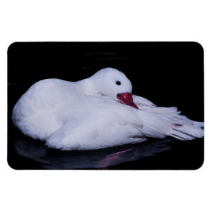 Imán Coscoroba Swan P3442