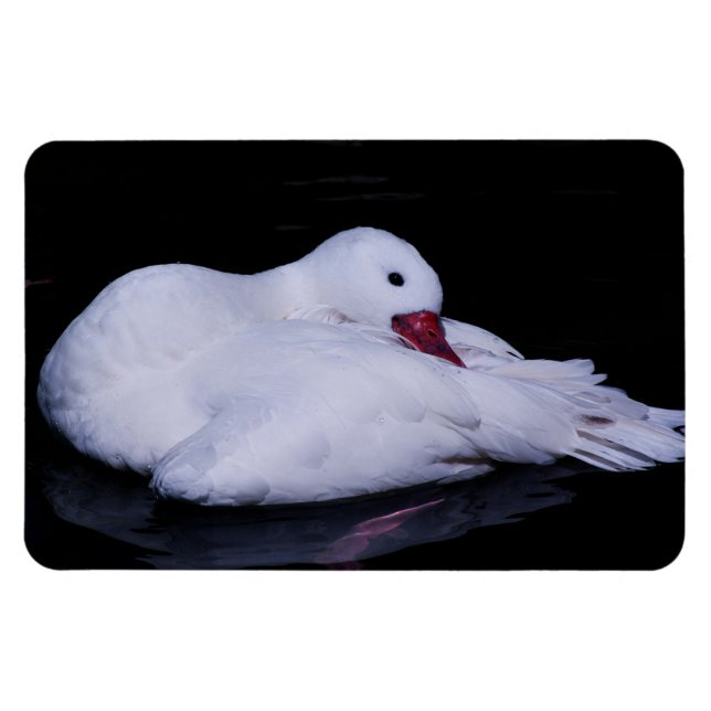 Imán Coscoroba Swan P3442 (Horizontal)