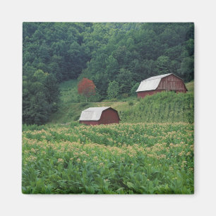 Imán Cosecha del tabaco y pares de graneros rojos del