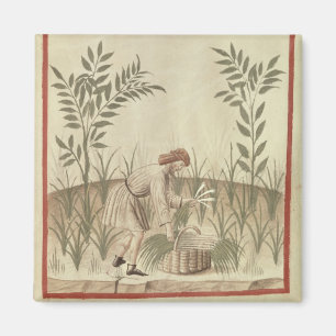 Imán Cosechando los puerros, de 'Tacuinum Sanitatis