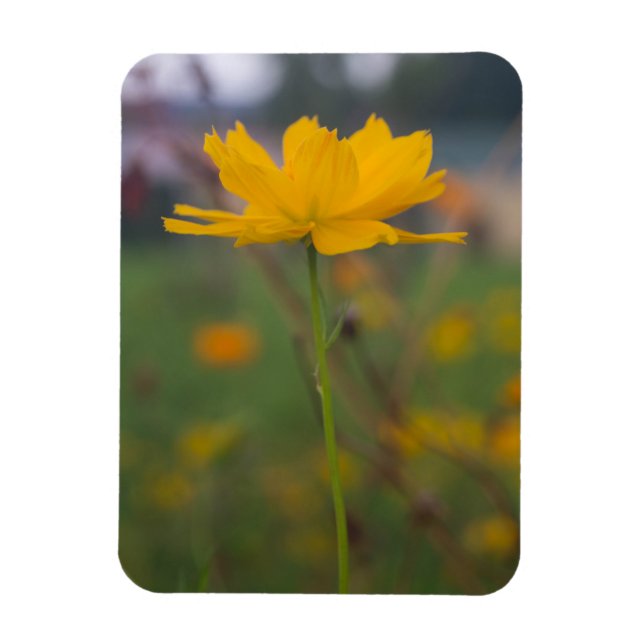 Imán Cosmos de azufre 02 (Vertical)