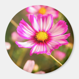 Imán Cosmos rosas, huerto de cabaña Rosalinde