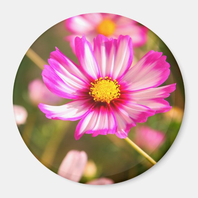 Imán Cosmos rosas, huerto de cabaña Rosalinde (Frente)